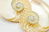 Striped Nautilus Half Shell Set of 2